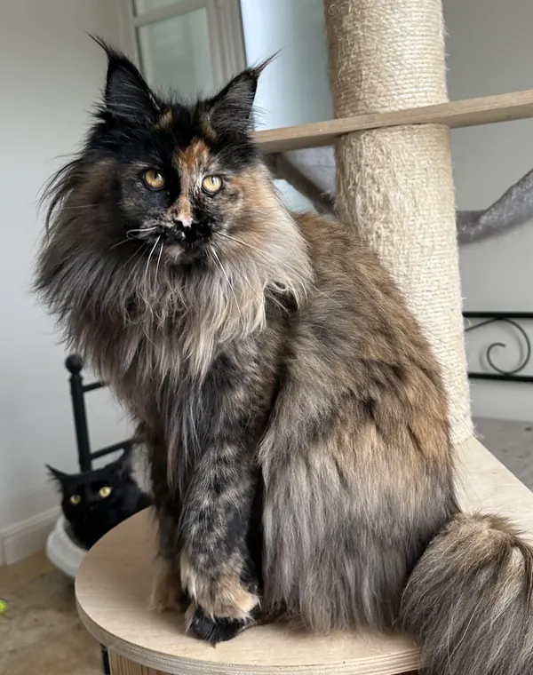 Abby, femelle Maine Coon de la chatterie