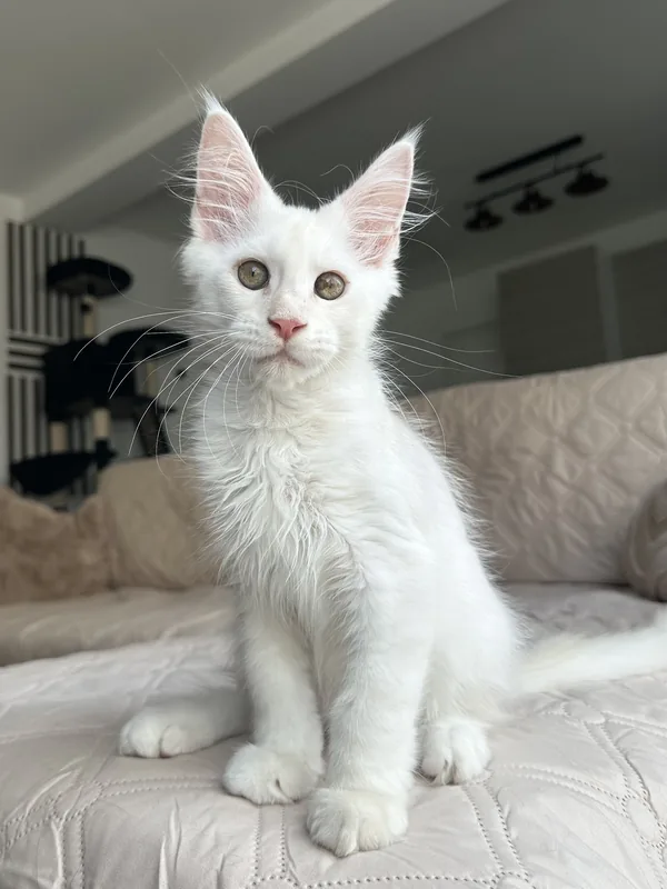 Bénédiction, mâle Maine Coon Red Silver Shaded