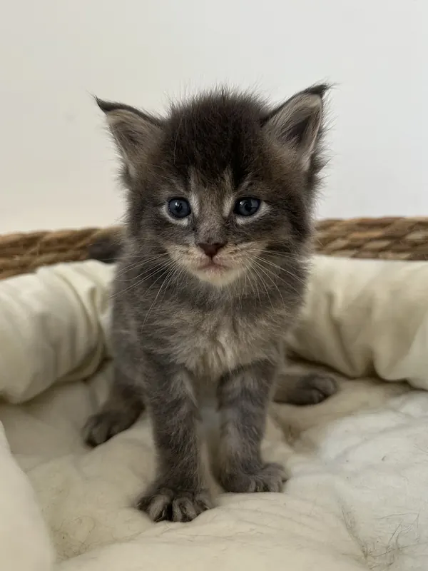 Chaton femelle Maine Coon blue ticked tabby