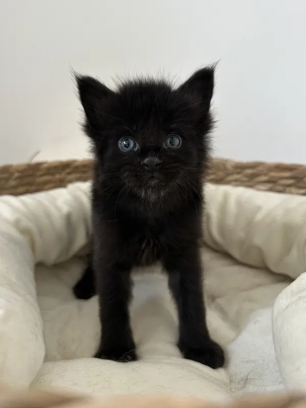 Chaton mâle Maine Coon black
