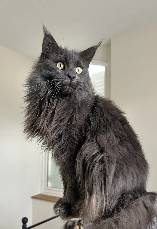Symphonie, femelle Maine Coon Blue